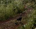 Peahen Family