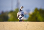 Pigeon