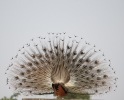 Peacock dancing