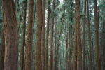 Pine Forest