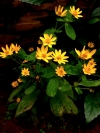 Milampodium flower🌼 