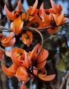 Tesqely tesu flower colors