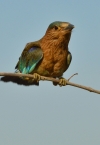 indian roller