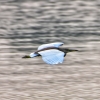 Flight mode