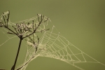Morning sun shine in spider net