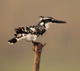 Pied Kingfisher Ready to Hunt