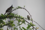 Bird on a branch