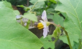 Bee  in flower