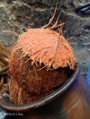 Coconut Shel