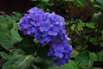 Purple flower picture 
