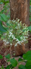 Wild flower 