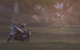 Bird & Thunderbird 