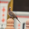 pigeon