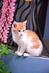 cat as pet