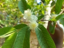 Guava tree flower 