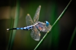 Dragon Fly