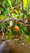 Ficus microcarpa