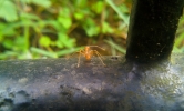 ant