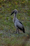 The grey in the field