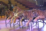 Four tigers