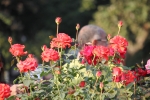 Rose flower