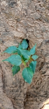 peepal plant 
