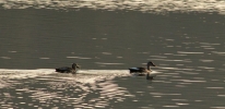 two ducks swimming together