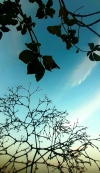Blue sky