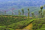 Beautiful Landscape with mountains and trees 