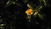 Simple Flower Can Change Ur Life 