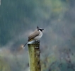 Himalayan bulbul