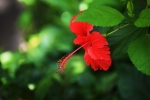 Sembaruthi (Hibiscus Rosa-Sinensis)
