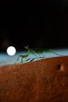 grasshopper 