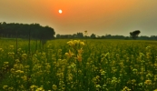 Sunflower Garden 