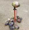 coconut  