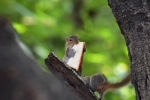 Squirrel eating Bread