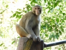 Monkey 