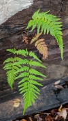 vascular plants 