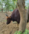 Indian big bull