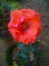 image of beautiful flower rose