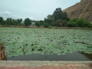 Lotus flower water pool narasingampatti