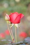 Rose flower