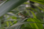 lizard