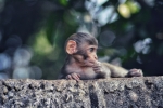 Monkey 