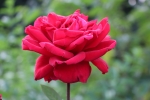 Rose flower