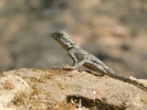Rock agama 