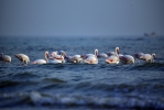 flamingo at kutch