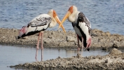 Pinted stork