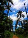 Sky, trees, cocunut tree, nature, blue sky, clouds, blue