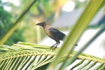 crow on coconut leaf